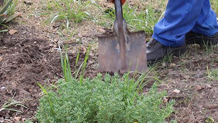 Two Wild Olive trees planted to wrap up Arbor Month