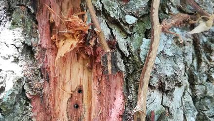 City inspectors on the lookout for devastating Asian borer beetle