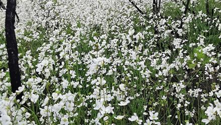 Floral carpet covers Helderberg Nature Reserve after fire