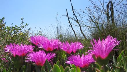 Cape Town flower season is upon us 