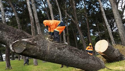 City staff ‘leaf’ no branch unturned to clear weather-related tree obstructions