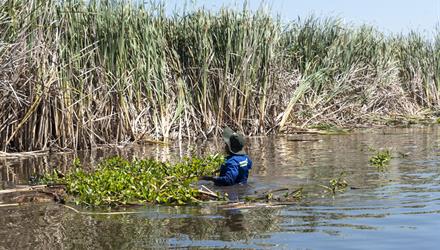 Sludge removal at Rondevlei to improve biodiversity, health of wetland
