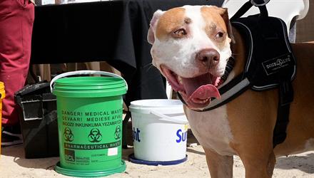 Domestic animal survey results are in
