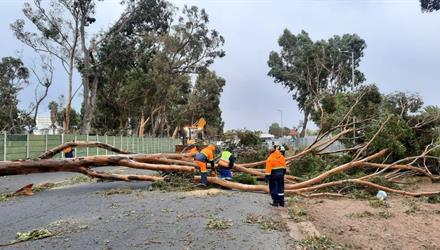 Tree emergencies: 108 incidents and counting in 48 hours