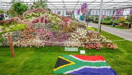 City congratulates Team SA for winning gold at Chelsea Flower Show 