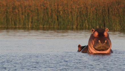 False Bay Nature Reserve boasts a legendary hippo population, one of which is to be relocated