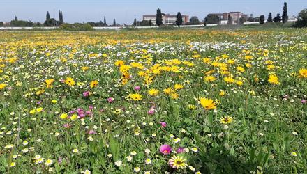 Let the fynbos bloom - Spring season readiness plan