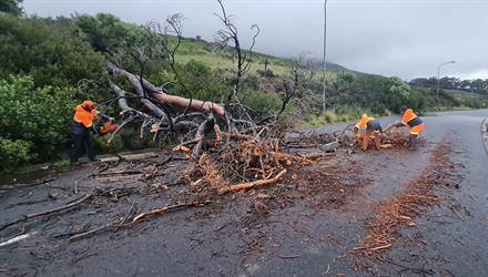 Don’t allow tree emergencies to take root this winter
