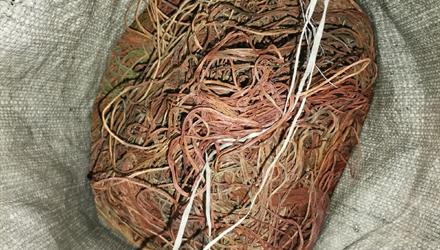 ‘Copperheads’ ramp up operations