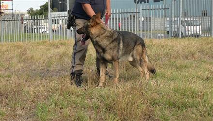Metro Police K9s don't 'blaf'