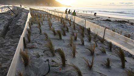 Fish Hoek dune rehabilitation well under way 