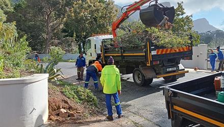 Tree emergencies logged by the dozens