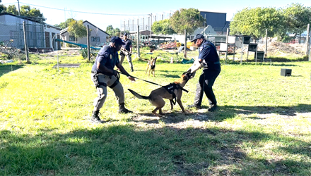 K9 Unit scores a ‘fur’fect 10!