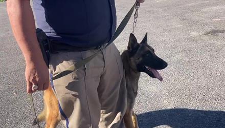 New K9s on the block