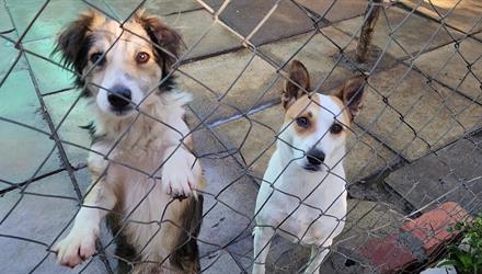 Not such sweet surrender for animal welfare organisations