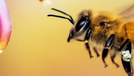 Residents invited to City’s nature reserves next weekend to participate in Bioblitz