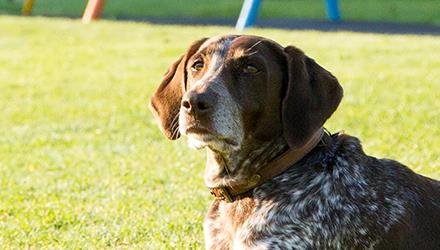 Public cautioned to be alert following confirmed dog rabies case