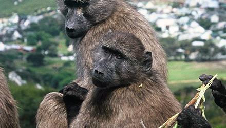 Joint Task Team welcomes judgment, continues with Baboon Action Plan 