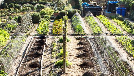 City launches Food Gardens Project in response to COVID-19 economic recovery programme 