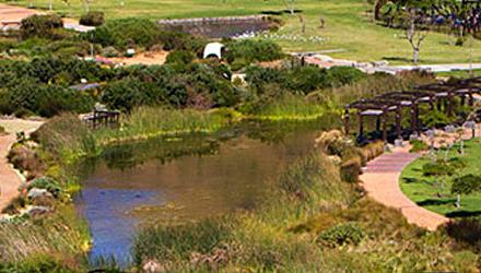 Locally extinct Cape Water Lily back in bloom to celebrate Earthshot Week