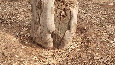 Champion Tree falls at Arderne Gardens