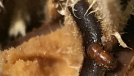 Shot Hole Borer beetle (PSHB) highly active this time of year-residents to be on the lookout