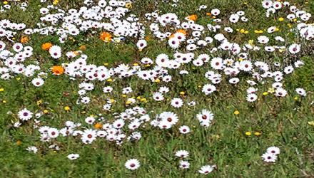 City celebrates International Day of Biodiversity in Philippi and Green Point