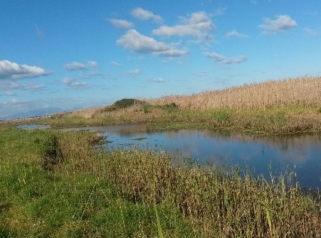Kariba weed infestation under control after the biological control agent was released and established.
