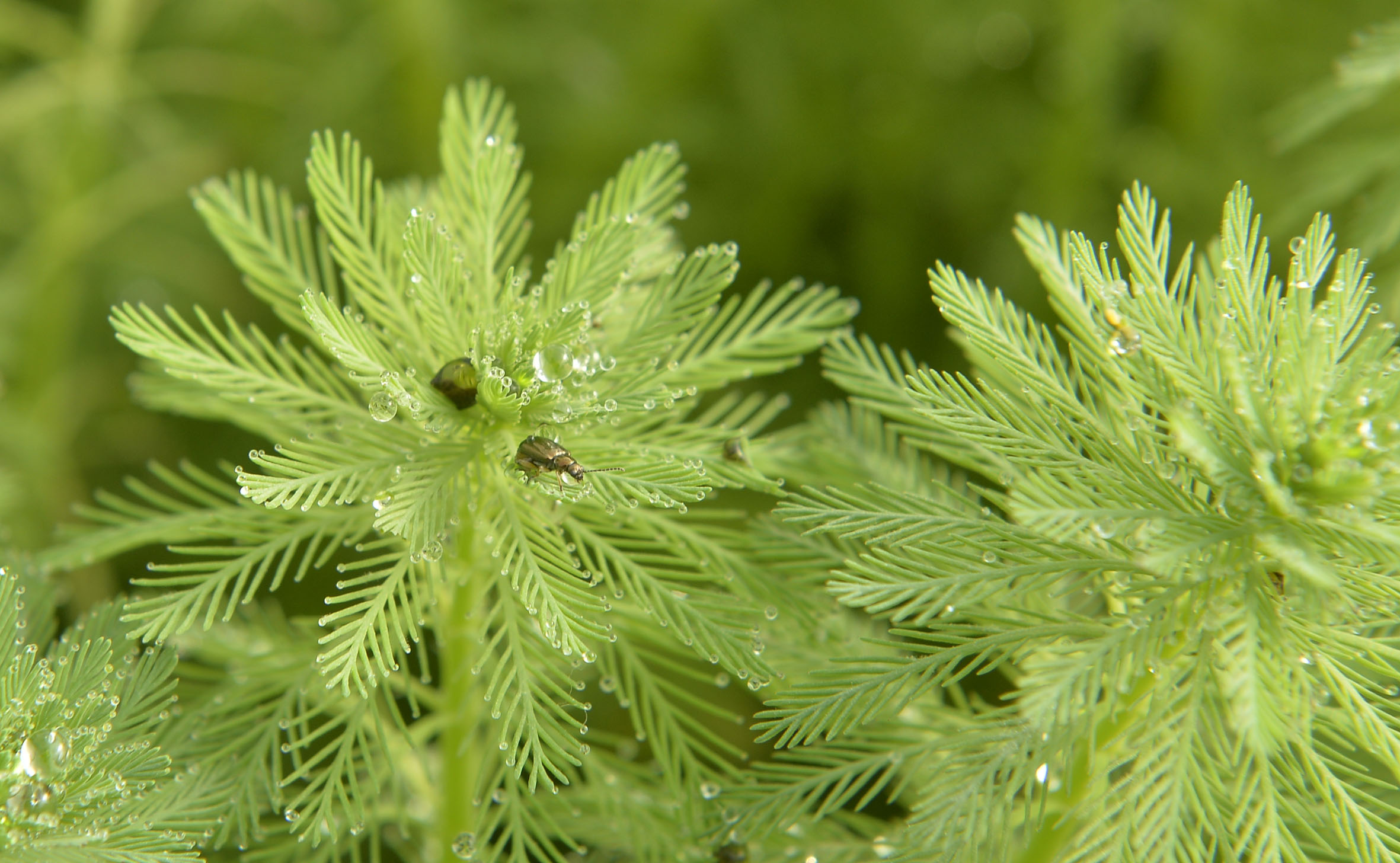 Biocontrol agent (leaf-eating beetle; Lysathia sp.) on the parrot’s feather (Myriophyllum aquaticum).