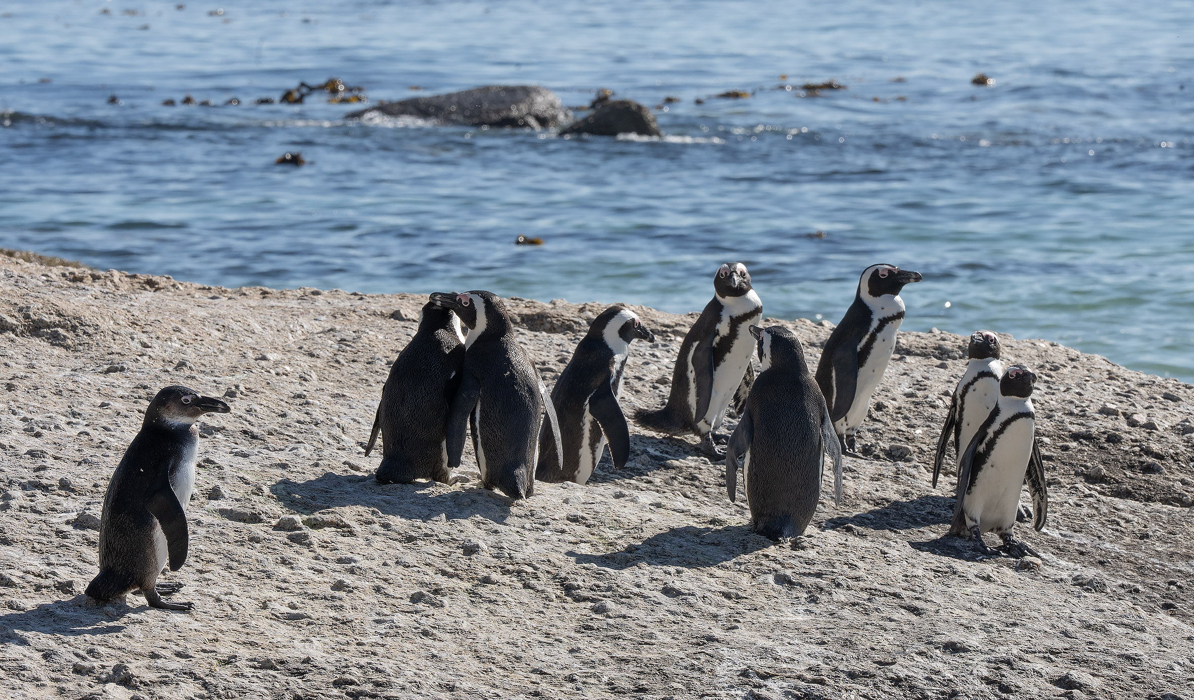 African Penguins.jpg