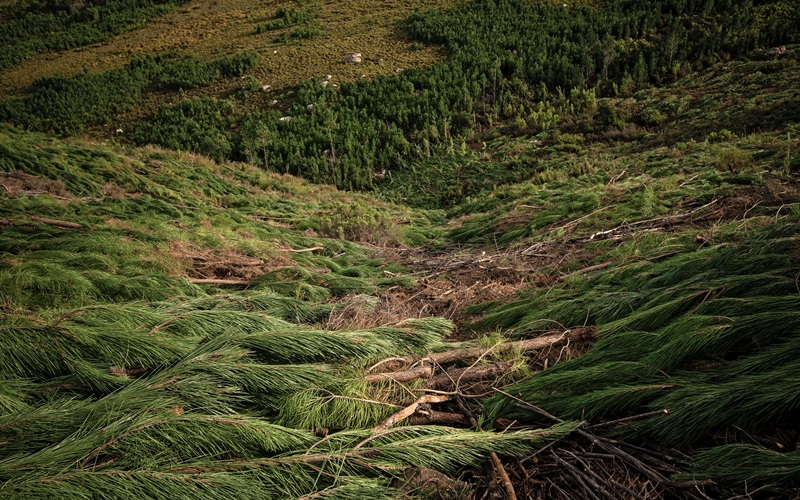 theewaterskloof-catchment-sharon-mccomb-2.jpg