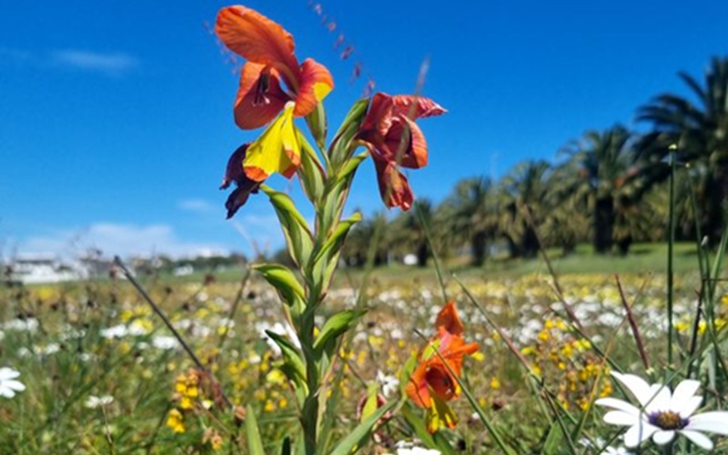 flowers-3.jpg