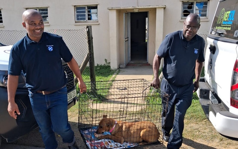 Cape-of-Good-Hope-SPCA-2026-Community-Sterilisations-10.jpeg