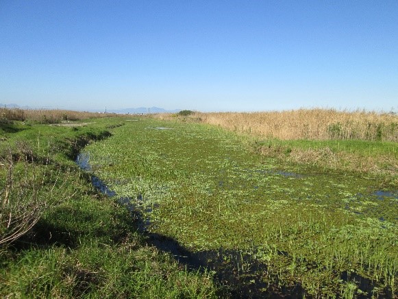 Kariba weed infestation in the Westlake river before the release of the agents.