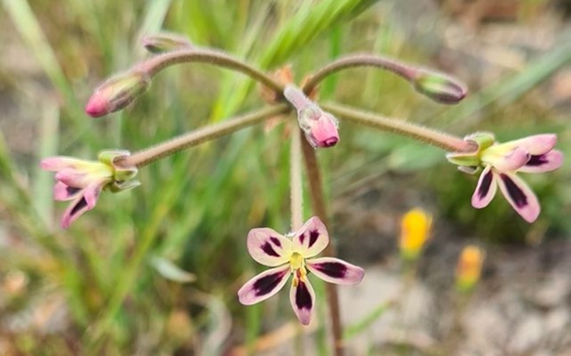 pelargonium2.jpg
