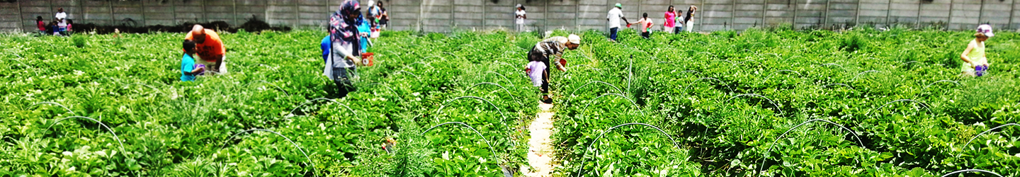 Commercial Food Gardens And City Farms Header.jpg